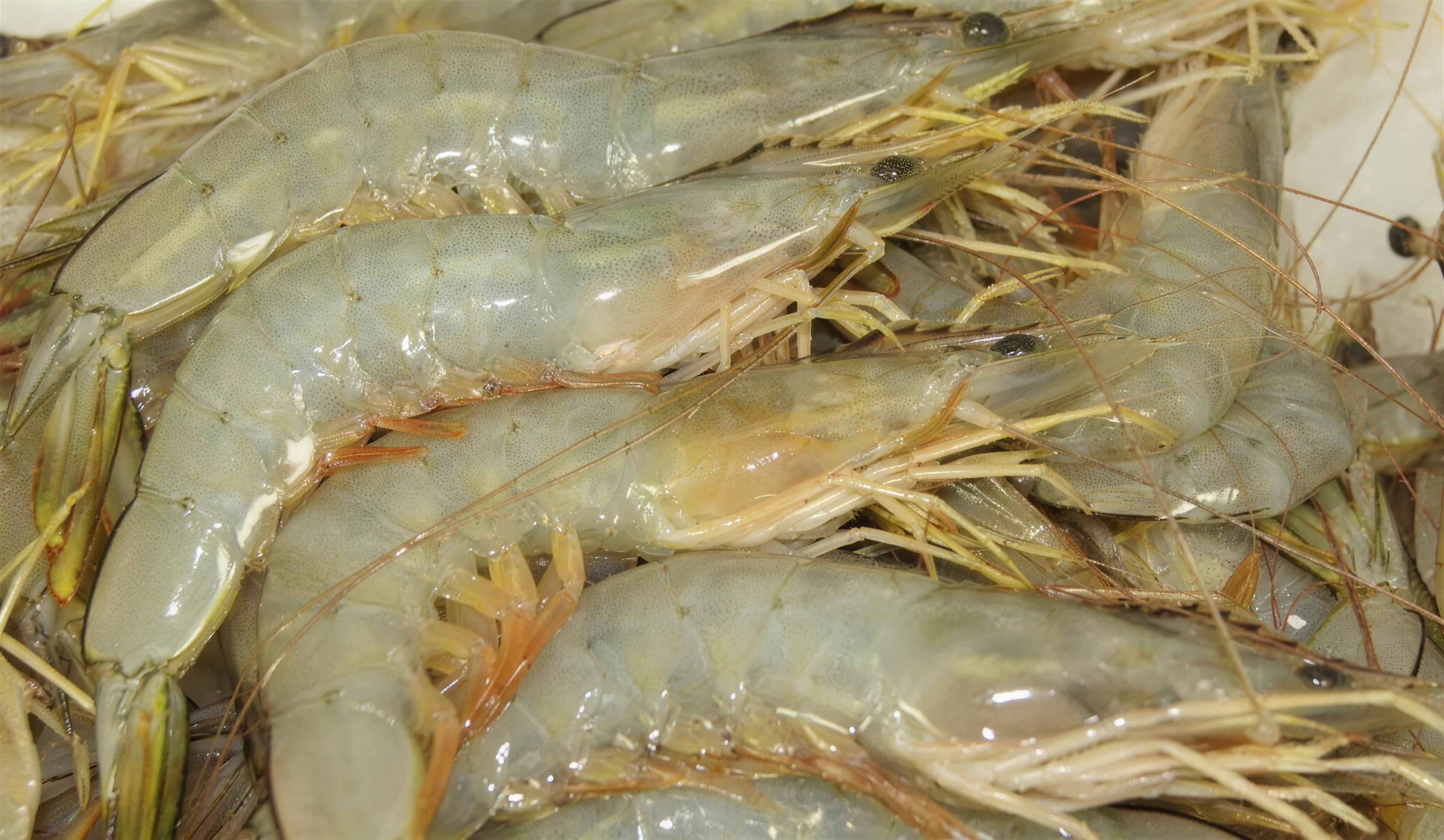 Fresh seafood and prawns