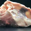 Chicken Bone/Frames/Carcass