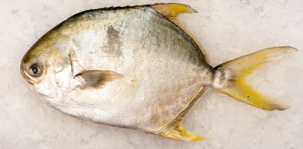 Golden Promfret (Each)