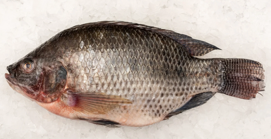 Tilapia