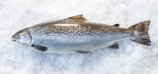 Tasmanian Salmon (5 kg)