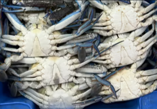 Blue Swimmer Crab Male (Each)