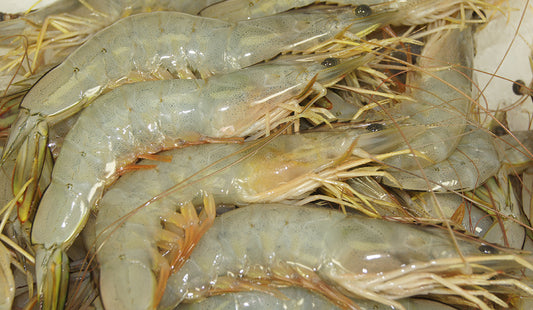 Australian Banna Prawns (500g)